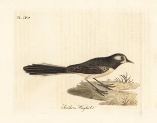 Grey Fantail, Rhipidura albiscapa (Southern Wagtail, based on a painting by the Port Jackson Painter). Handcoloured copperplate drawn and engraved by John Latham from his own A General History of Birds, Winchester