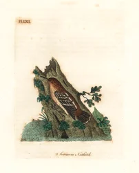 Guianan Street-antwren. Handcoloured Copperplate by John Latham from A General History of Birds, Winchester