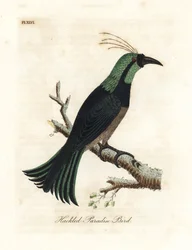 Hackled Paradise Bird. Handcoloured Copperplate by John Latham from A General History of Birds, Winchester