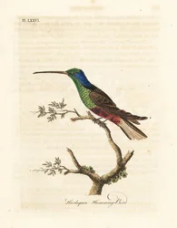 Harlequin Hummingbird, Trochilus Multicolor