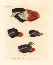 Heads of the Tufted Puffin, Fratercula cirrhata 1, Parakeet Auklet, Aethia psittacula 2, and Crested Auklet, Aethia cristatella 3,4. (Tufted Awk, Alca cirrhata 1, Parrot Awk, Alca psittacula 2, Dusky Awk, Alca tetracula 3, and Crested Awk, Alca cristatella