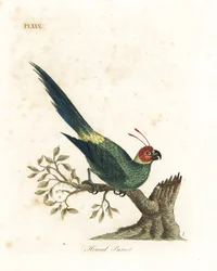 Horned parakeet, Eunymphicus cornutus. Vulnerable. Handcoloured copperplate drawn and engraved by John Latham from his own A General History of Birds, Winchester