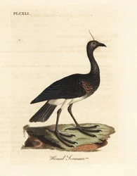 Horned Screamer, Anhima cornuta (Palamedea cornuta). Handcoloured copperplate drawn and engraved by John Latham from his own A General History of Birds, Winchester