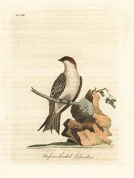 Indian Cliff Swallow, Petrochelidon fluvicola. (Rufos-headed Swallow, Hirundo indica.) Handcoloured Copperplate Drawn and Engraved by John Latham from His Own A General History of Birds, Winchester