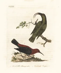 Lesser akialoa, Hemignathus obscurus (extinct) and cardinal myzomela, Myzomela cardinalis. Handcoloured copperplate drawn and engraved by John Latham from his own A General History of Birds, Winchester
