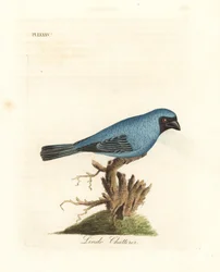 Lindo chatterer. Perhaps the swallow tanager, Tersina viridis, but with the under part of the body blue, not white