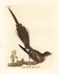 Long-tailed nightjar, Caprimulgus climacurus (Long-tailed goatsucker). Handcoloured copperplate drawn and engraved by John Latham from his own A General History of Birds, Winchester