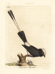 Long-tailed tyrant, Colonia colonus. Handcoloured copperplate drawn and engraved by John Latham from his own A General History of Birds, Winchester