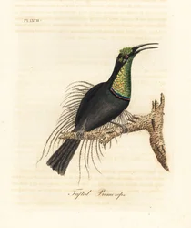 Magnificent Riflebird, Ptiloris Magnificus (Tufted Promerops)