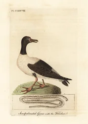 Magpie goose, Anseranas semipalmata, and anatomical detail of its trachea. (Semipalmated duck, Anas semipalmatus.) Handcoloured copperplate drawn and engraved by John Latham from his own A General History of Birds, Winchester