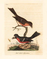 Norfolk Pacific Robin. Handcoloured Copperplate by John Latham from A General History of Birds, Winchester