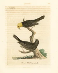 Or, Psittirostra Psittacea, Male and Female