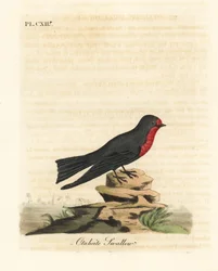 Pacific swallow, Hirundo tahitica (Otaheite swallow, Hirundo tahitiae). Handcoloured copperplate drawn and engraved by John Latham from his own A General History of Birds, Winchester