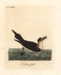 Parasitic Jaeger, Stercorarius parasiticus. Handcoloured Copperplate Drawn and Engraved by John Latham from His Own A General History of Birds, Winchester