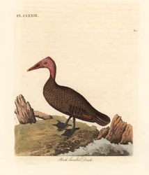 Pink-headed Duck. Handcoloured Copperplate by John Latham from A General History of Birds, Winchester