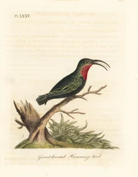Purple-throated Carib, Eulampis Jugularis (Garnet-throated Hummingbird, Trochilus Granatinus)