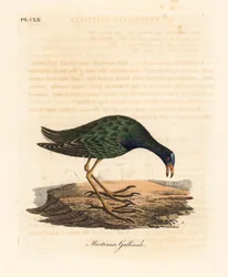 Purple gallinule, Porphyrio martinicus. Handcoloured copperplate drawn and engraved by John Latham from his own A General History of Birds, Winchester