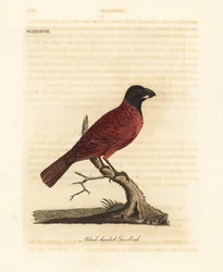 Red-and-black grosbeak, Periporphyrus erythromelas. Near threatened. (Black-headed grosbeak, Loxia erythromelas.) Handcoloured copperplate drawn and engraved by John Latham from his own A General History of Birds, Winchester