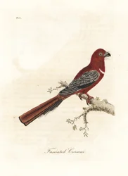 Red-headed Trogon, Harpactes erythrocephalus (Fasciated Curucui, Trogon fasciatus). Handcoloured Copperplate Drawn and Engraved by John Latham from His Own A General History of Birds, Winchester