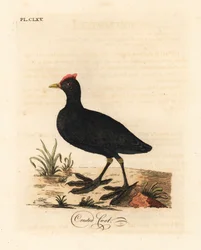 Red-knobbed coot or crested coot, Fulica cristata. Handcoloured copperplate drawn and engraved by John Latham from his own A General History of Birds, Winchester