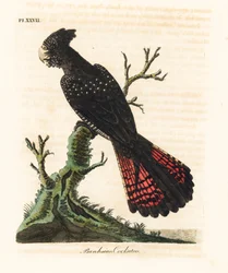 Red-tailed Black Cockatoo, Calyptorhynchus banksii. Handcoloured Copperplate Drawn and Engraved by John Latham from His Own A General History of Birds, Winchester