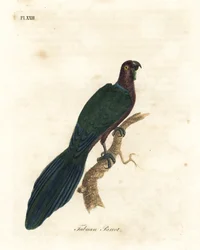 Red Shining-parrot. Handcoloured Copperplate by John Latham from A General History of Birds, Winchester