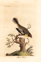 Regal wren. Unknown species of wren from South America, called the King by Azara and found in Buenos Aires. Handcoloured copperplate drawn and engraved by John Latham from his own A General History of Birds, Winchester