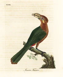 Spot-billed toucanet, Selenidera maculirostris, female. Janeiro toucan. Handcoloured copperplate drawn and engraved by John Latham from his own A General History of Birds, Winchester