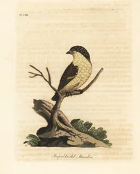 Striated pardalote, Pardalotus striatus. Handcoloured copperplate drawn and engraved by John Latham from his own A General History of Birds, Winchester