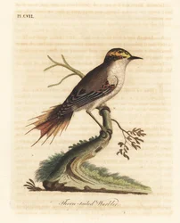 Thorn-tailed Rayadito. Handcoloured Copperplate by John Latham from A General History of Birds, Winchester
