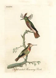 Tufted Cocks, Lophornis Ornatus (Tufted-necked Hummingbirds, Trochilus Ornatus)