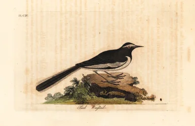 White-browed wagtail, Motacilla maderaspatensis. Handcoloured copperplate drawn and engraved by John Latham from his own A General History of Birds, Winchester