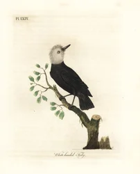 White-headed Marsh Tyrant, Arundinicola leucocephala (White-headed Tody, Todus leucocephalus). Handcoloured Copperplate Drawn and Engraved by John Latham from His Own A General History of Birds, Winchester