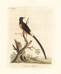 White-rumped Shama. Handcoloured Copperplate by John Latham from A General History of Birds, Winchester