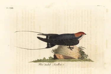 Wire-tailed swallow, Hirundo smithii. Handcoloured copperplate drawn and engraved by John Latham from his own A General History of Birds, Winchester