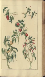 A page from the 