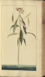 A page from the 