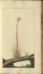 A page from the 