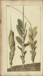 A page from the 