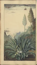 A page from the 