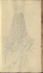 A page from the 