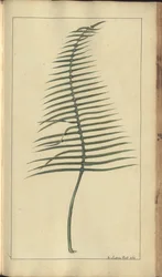 A Page from the 