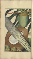 A Page from the 
