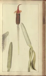 A page from the 