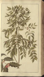 A page from the 