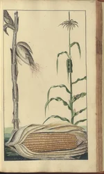 A page from the 