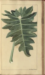 A page from the 