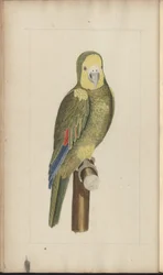 A page from the 