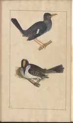 A Page from the 