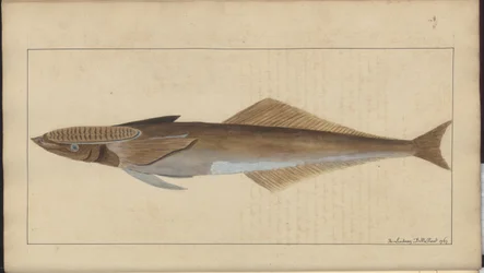 Lindsay Drawings Vol. VII